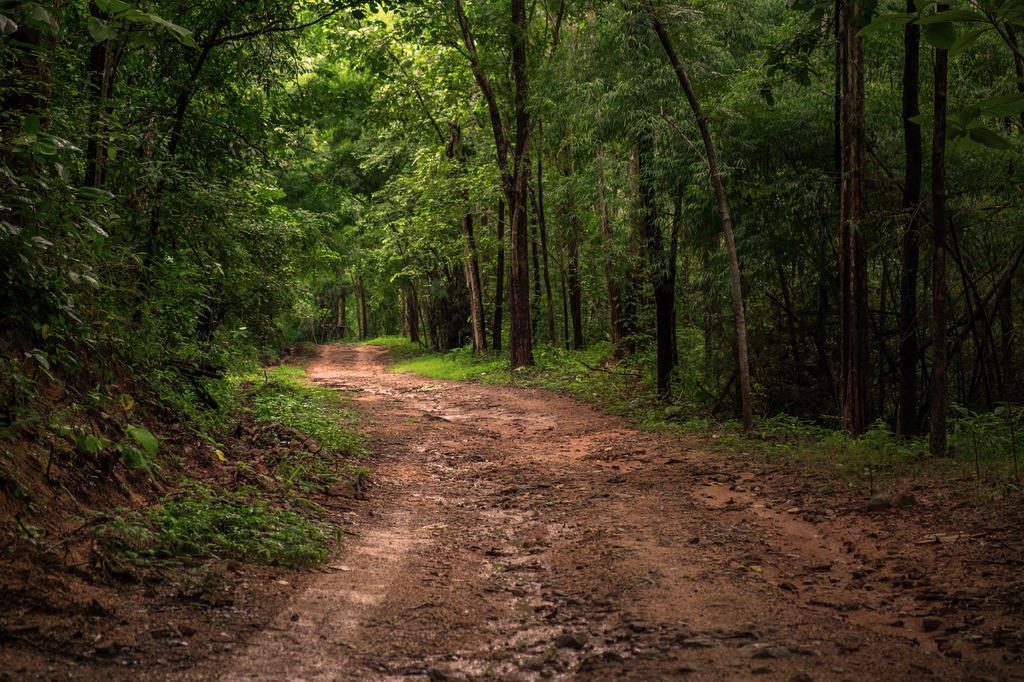 Dirt road through forest